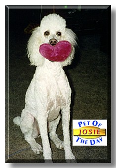 Josie, the Pet of the Day