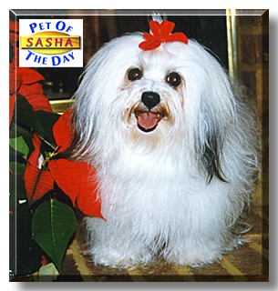 Sasha, the Pet of the Day