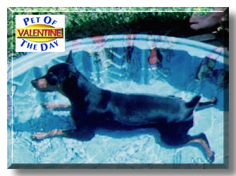 Valentine, the Pet of the Day
