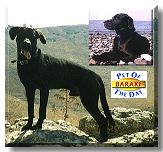 Baraki, the Pet of the Day