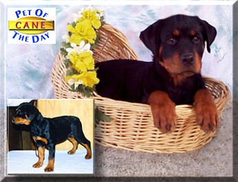 Cane, the Pet of the Day