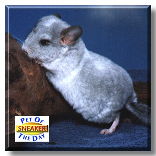 Sneaker,the Pet of the Day