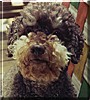Eubie