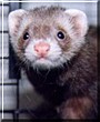 Fiona