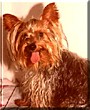 Pumi