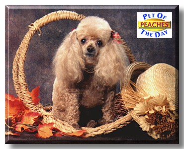 Peaches, the Pet of the Day