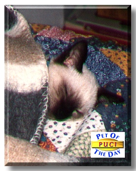 Puci, the Pet of the Day