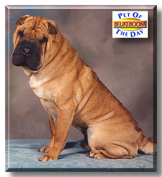 Beukeboom, the Pet of the Day