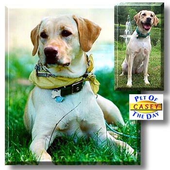 Casey, the Pet of the Day
