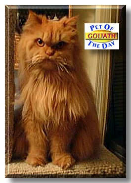 Goliath, the Pet of the Day