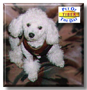 Tiber, the Pet of the Day