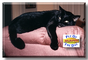 Murphy, the Pet of the Day
