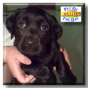 Nellie, the Pet of the Day