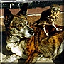 Hiena and Fumaca