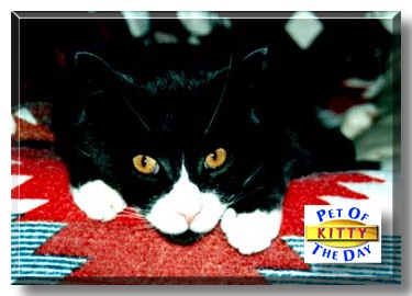 Kitty, the Pet of the Day