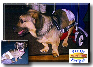 Munchkin, the Pet of the Day
