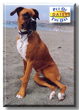 Daisy, the Pet of the Day