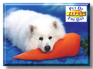Arctic Zephyr, the Pet of the Day