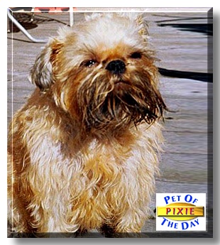 Pixie, the Pet of the Day