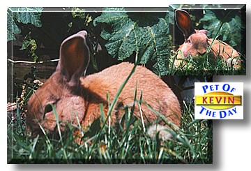 Kevin, the Pet of the Day