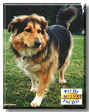 Misha, the Pet of the Day