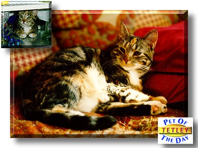 Tetley, the Pet of the Day