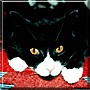 Kitty