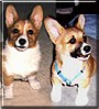 Sunbun, Daisy