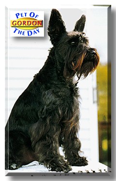 Gordon, the Pet of the Day