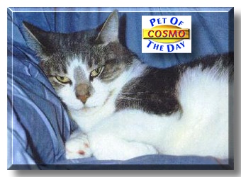 Cosmo, the Pet of the Day