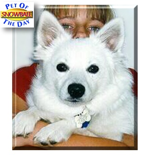 Snowball, the Pet of the Day