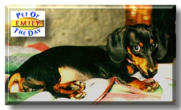 Emily, the Pet of the Day