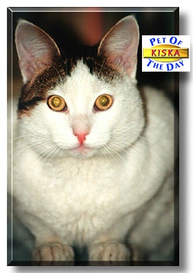 Kiska, the Pet of the Day