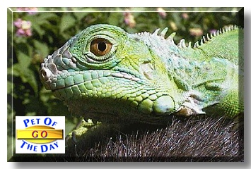 Go, the Pet of the Day