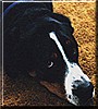 Zeke