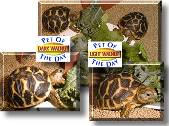 The Walnuts, the Pet of the Day