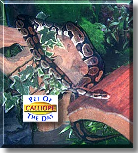 Calliope, the Pet of the Day