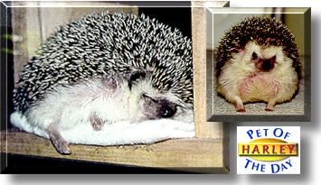 Harley, the Pet of the Day