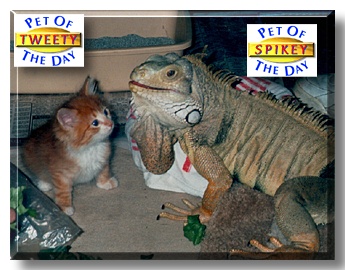 Tweety and Spikey, the Pet of the Day