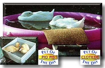 Clotilde and Pio Pis, the Pet of the Day