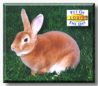 Louis, the Pet of the Day