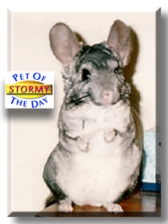 Stormy, the Pet of the Day