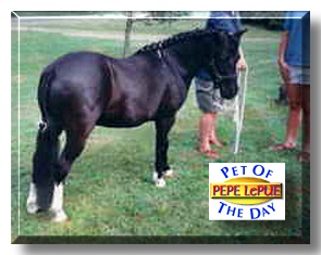Pepe le Pue, the Pet of the Day