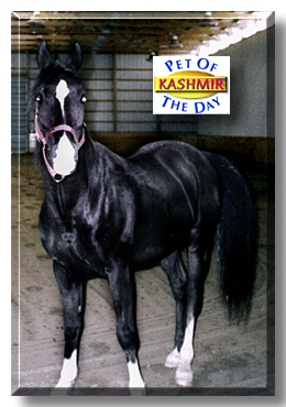 Kashmir, the Pet of the Day