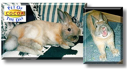 Cocoa, the Pet of the Day