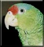 Nimblely