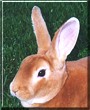 Louis