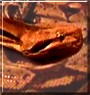 Cleopatra