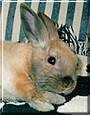 Cocoa