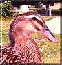 Honker